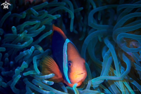 A Amphiprion frenatus | FISH