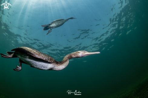 A Socotra cormorant Birds