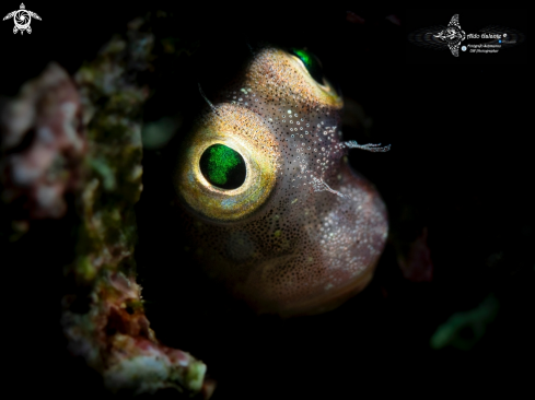 A Blenny