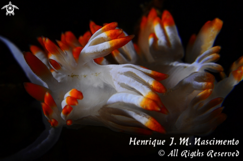 A Flabellina babai | Nudi