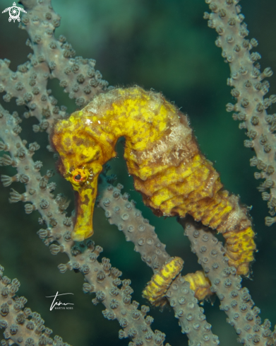 A Hippocampus reidi | Seahorse