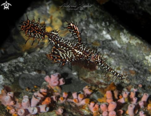 A Ornate ghostpipefish