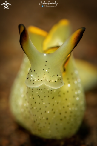 A Elysia marginata | Nudibranch