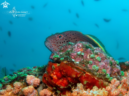 A Forster's Hawkfish