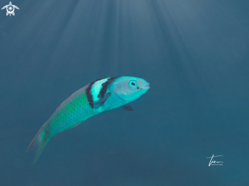 A Blueheaded Wrasse