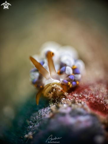 A Cuthona yamasui | Nudibranch