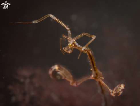 A Caprellidae in the Northsea