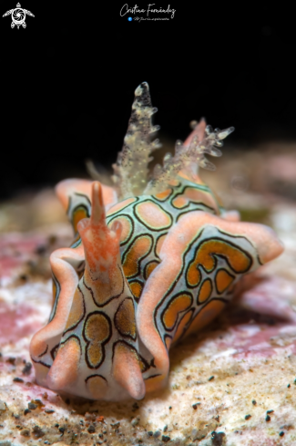 A Sagaminopteron psychedelicum | Nudibranch