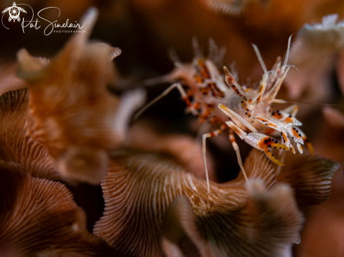 A Phyllognathia ceratophthalma | Tiger Shrimp