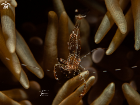 A Periclimenes rathbunae | Sun anemone shrimp