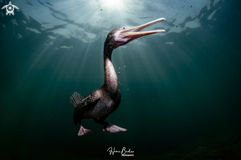 A Socotra cormorant Birds