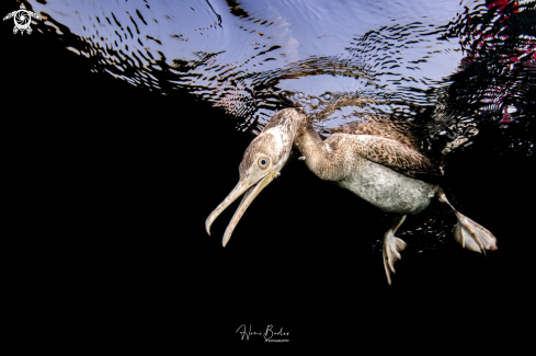 A Socotra cormorant Birds