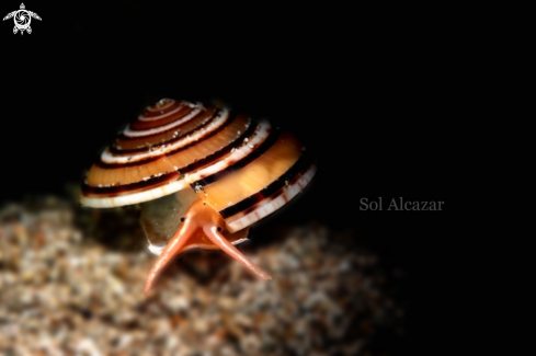 A cowrie