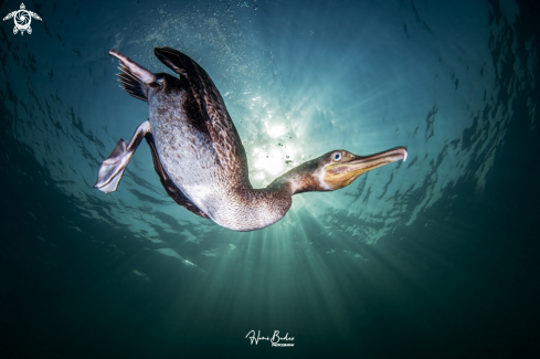 A Socotra cormorant Birds