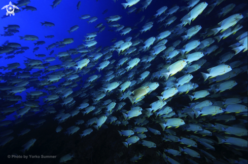 A Blue-lined Sea Bream