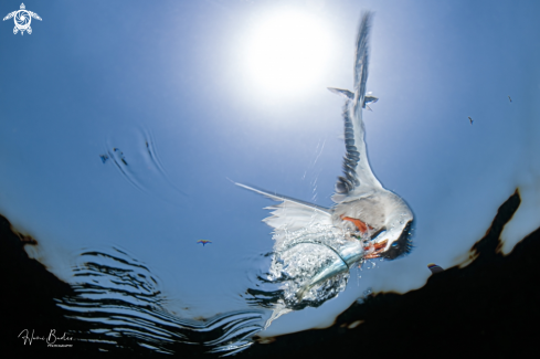 A White-cheeked tern