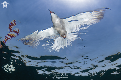 A White-cheeked tern