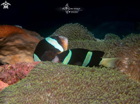 A Clark's Anemonefish