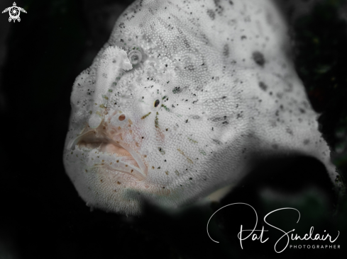 A Antennarius striatus | frogfish