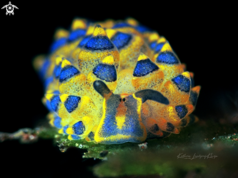 A Costasiella sea slug