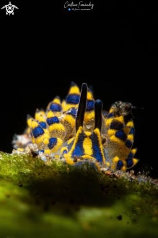 A Costasiella sp | Nudibranch