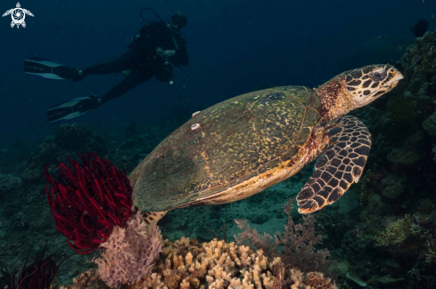 A Green turtle