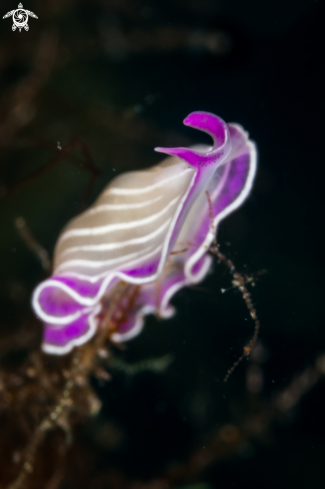 A Planaria rosa