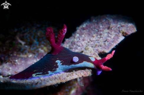 A NUDIBRANCH