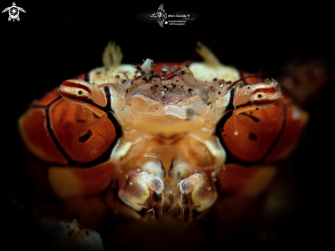 A Lybia tessellata (Latreille in Milbert, 1812) | Boxer Crab