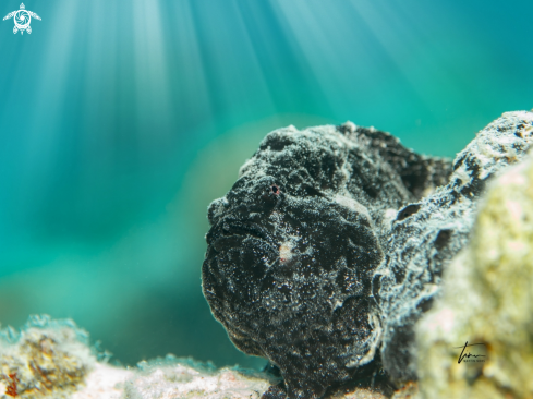 Frogfish