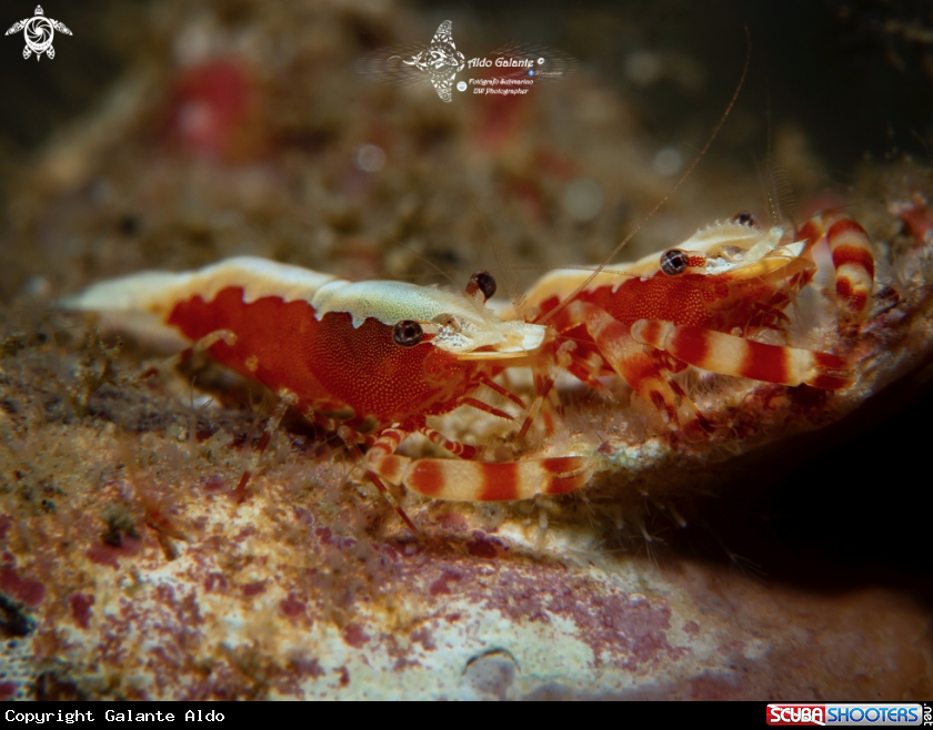 A Hermit Crab Shrimp