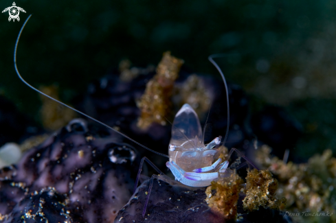 A Ancylomenes magnificus | SHRIMP