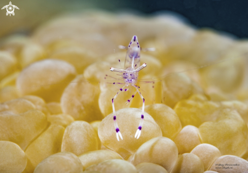 A Ancylomenes longicarpus | Shrimp