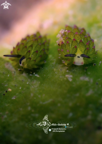 A Costasiella sp. | Sea Slug