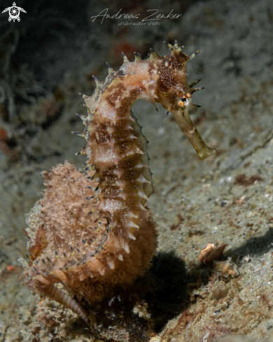 A Hippocampus histrix | Thorny seahorse