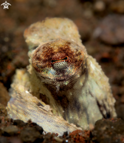 A Coconut Octopus