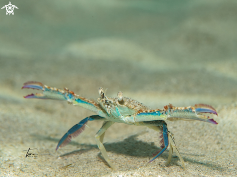 A Achelous depressifrons | Flatface swimming crab