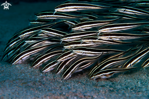 A Plotosus lineatus | FISH