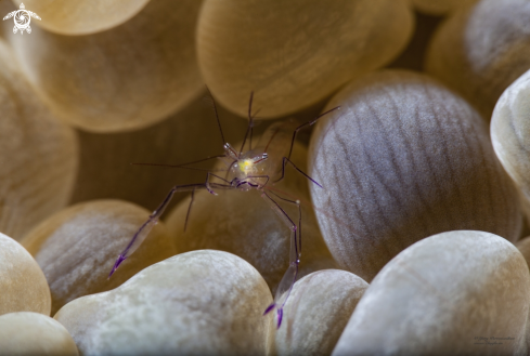 A Bubble shrimp