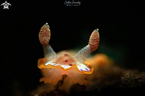 A 💃 Hexabranchus sanguineus - Spanish dancer (Juvenile) | Nudibranch