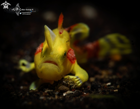 A Warty Frogfish