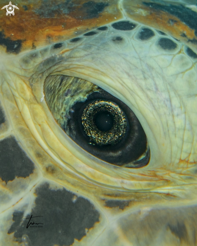 A Chelonia mydas | Green sea turtle