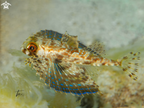 A Flying Gurnard