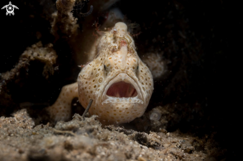 A Antennarius pictus | Painted Frogfish