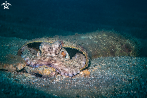 A Octopus