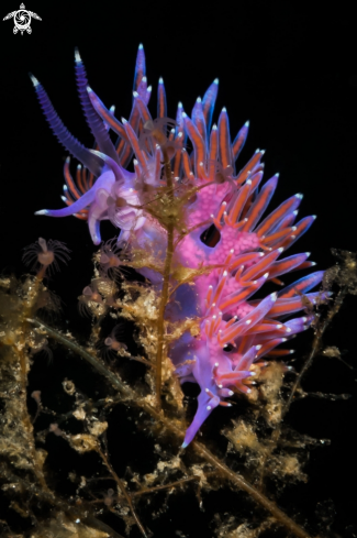 A Flabellina affinis nudibranch | Flabellina nudibranch