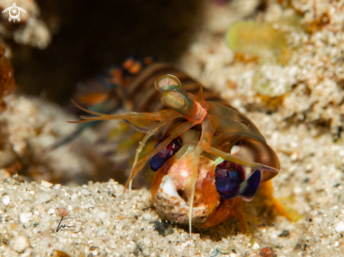 A Mantis shrimp