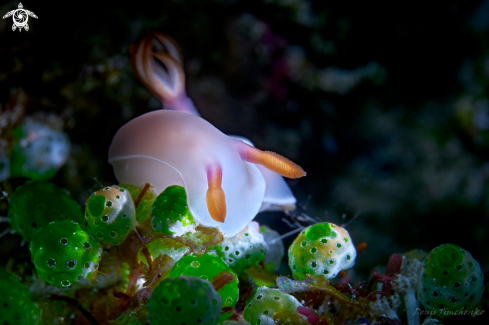 A Hypselodoris bullockii | NUDIBRANCH