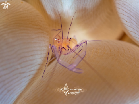 A Bubble Coral Shrimp