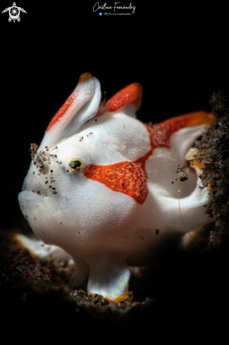 A Antennarius maculatus | Frogfish